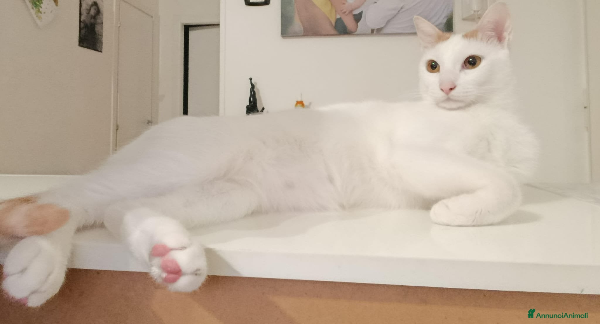 Europeo gatti Zury dolcissimo gattino in cerca di una famiglia. - Annuncio 1