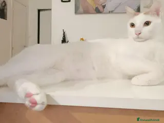 Europeo gatti Zury dolcissimo gattino in cerca di una famiglia. - Annuncio 1