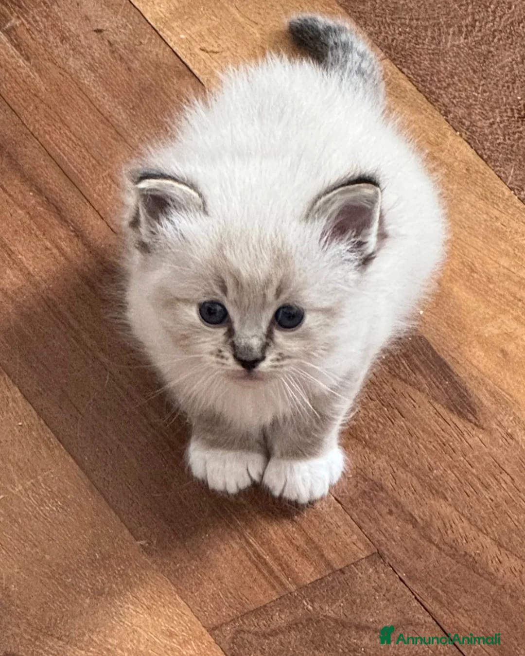 Ragdoll gatti in vendita: Cuccioli tahdoll - Annuncio 2