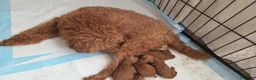 Barboncino Toy cani in vendita: Barboncini toy red - Annuncio 2