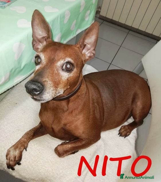 Meticcio cani NITO nonnino rimasto solo! Urgentissimo! - Annuncio 29