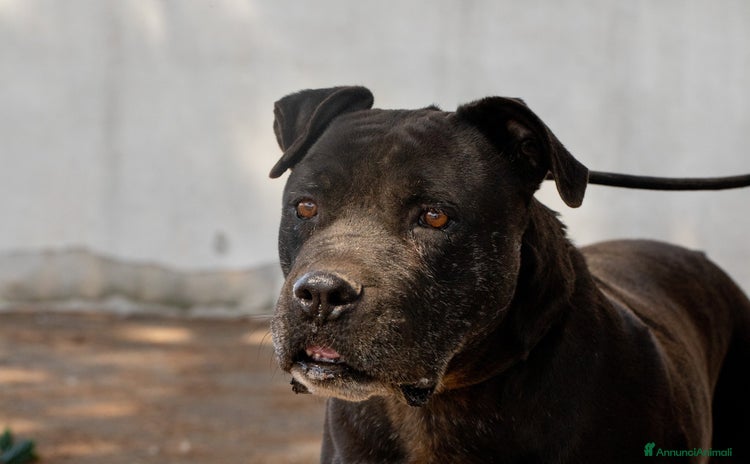 Altre razze cani - Annuncio 14