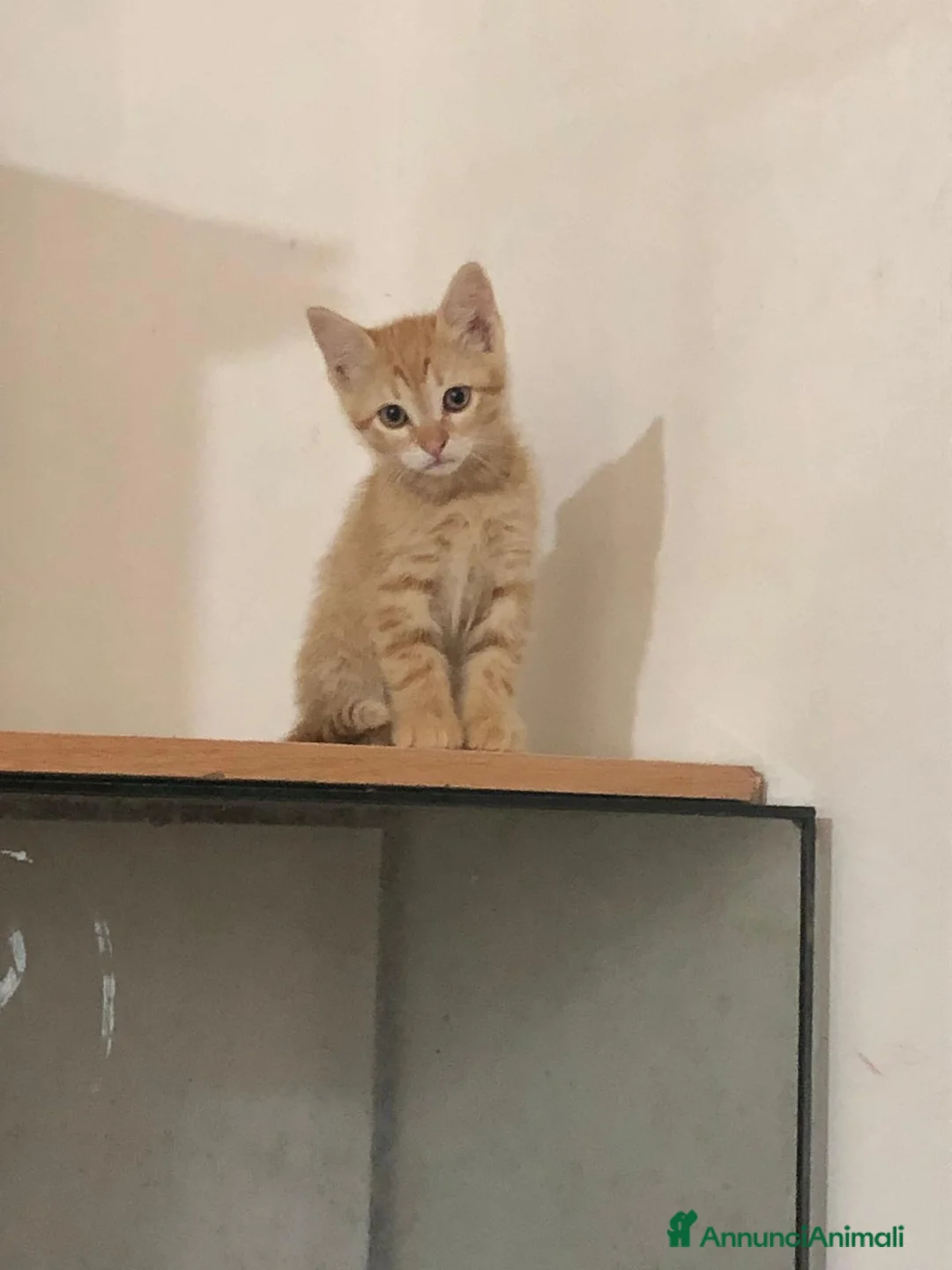 Meticcio gatti in regalo: Gattina Rossa (Ginger) per donazione gratuita - Annuncio 2