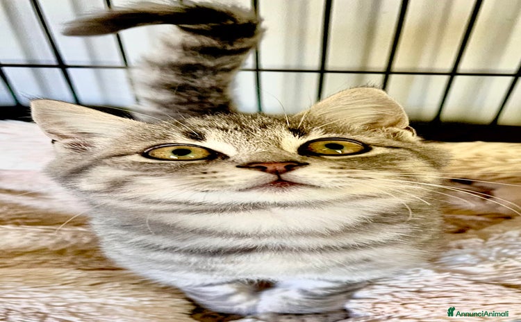 Europeo gatti - Annuncio 2