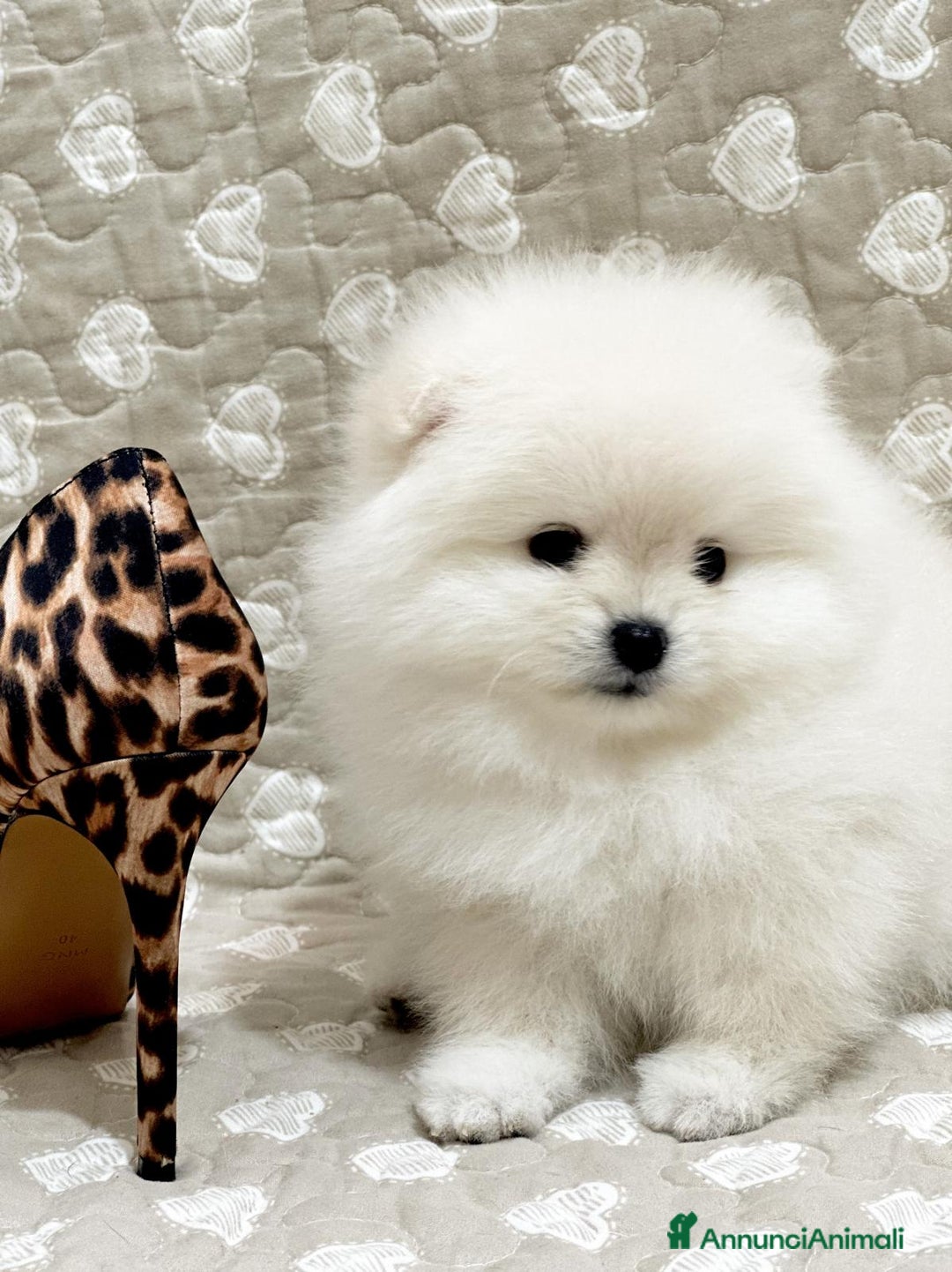 Volpino Pomerania cani in vendita: Pomerania Toy - Annuncio 6