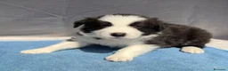 Border Collie cani in vendita: CICCIOLI DI BORDER COLLIE CON PEDIGREE a Città metropolitana di Milano - Annuncio 4