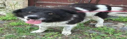Meticcio cani in regalo: Buonissimo, educato, 3 anni, 30 kg - Annuncio 4