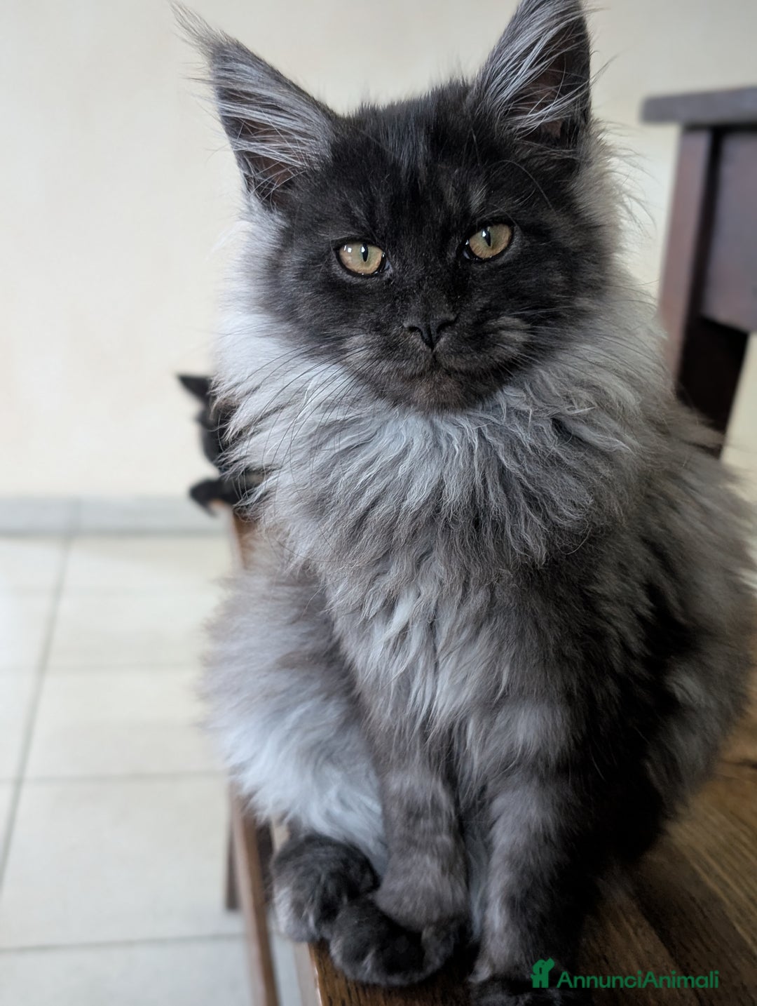 Maine Coon gatti in vendita: Cucciole di Maine Coon blue smoke e nera - Annuncio 5