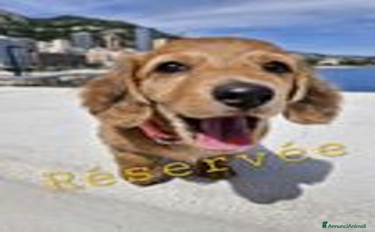 Bassotto cani a Città Metropolitana di Genova - Annuncio 3
