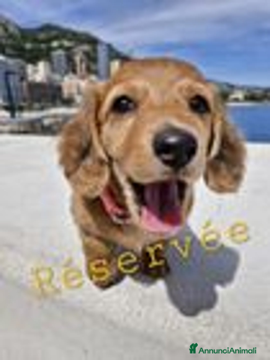 Bassotto cani in vendita: Cucciolo di Bassotto nano a pelo lungo a Città Metropolitana di Genova - Immagine 1