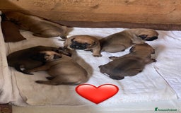 Bullmastiff cani in vendita: Cuccioli Bullmastiff  - Immagine 8