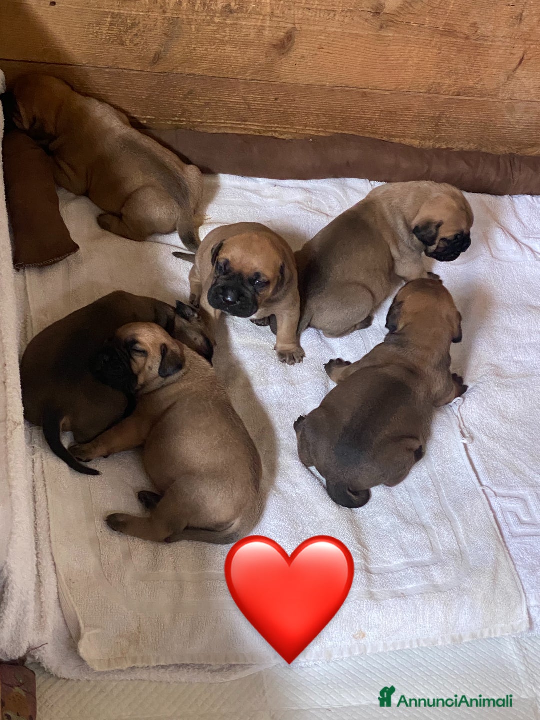 Bullmastiff cani in vendita: Cuccioli Bullmastiff  - Annuncio 8