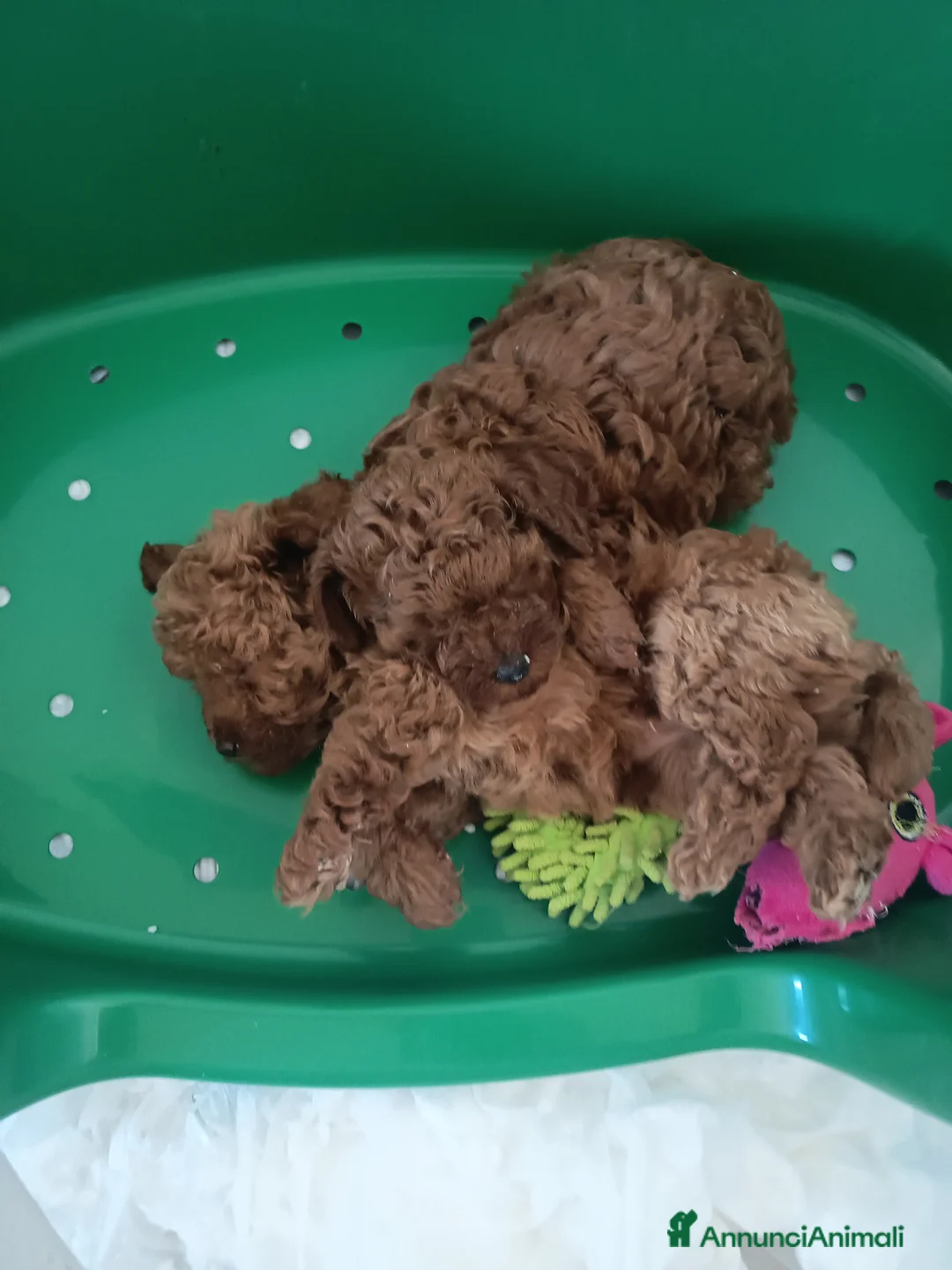 Barboncino Toy cani in vendita: Barboncino Toy red - Annuncio 2
