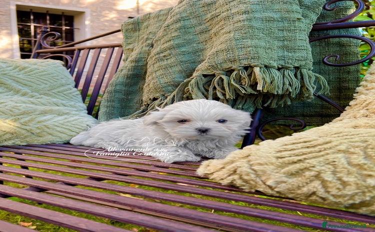 Maltese cani MALTESI MINI CON PEDIGREE ENCI - Annuncio 7