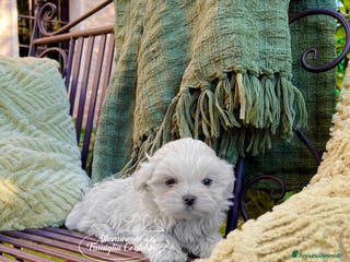 Maltese cani MALTESI MINI CON PEDIGREE ENCI - Annuncio 24