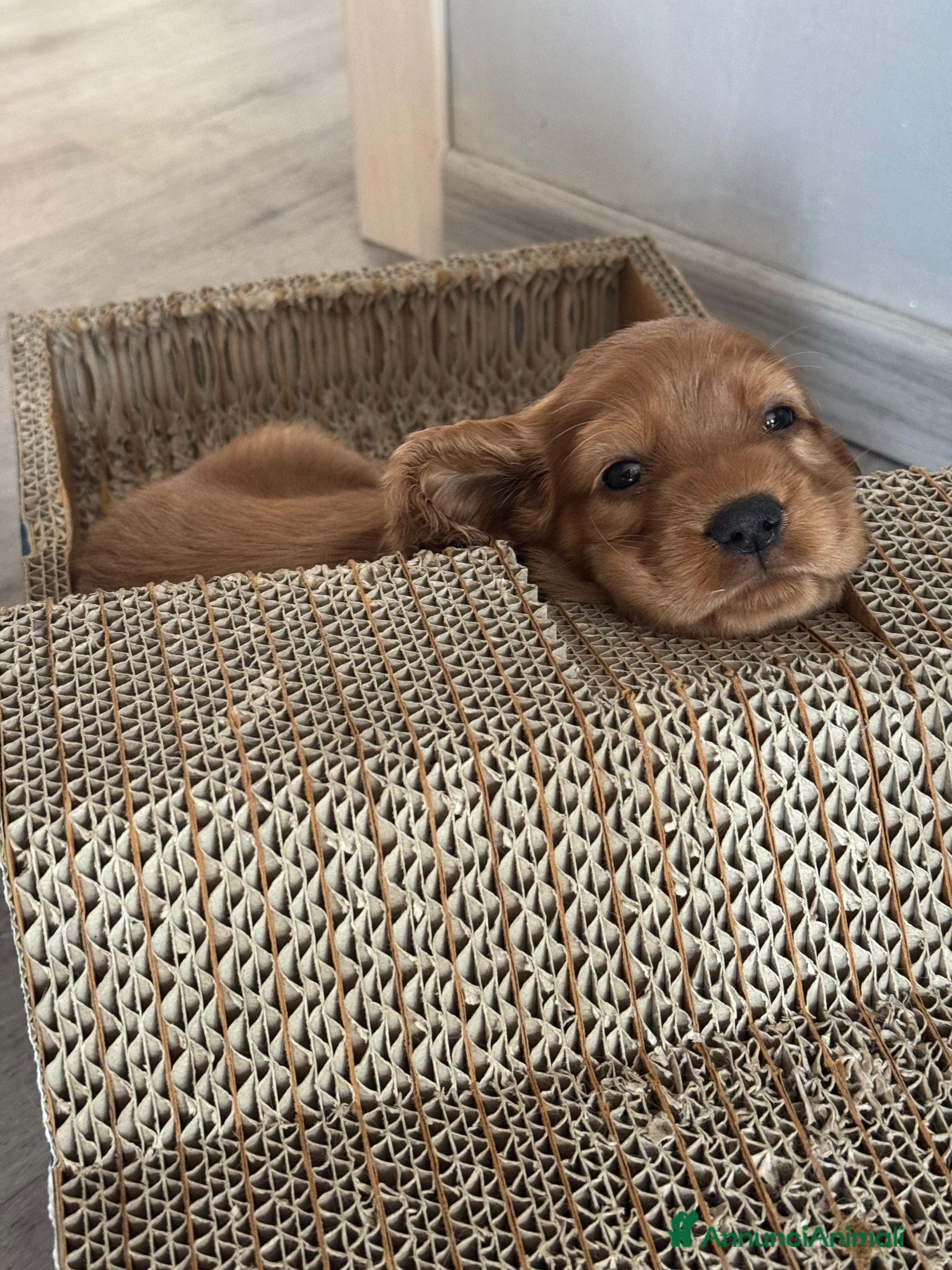 Cocker cani in vendita: Cuccioli Cocker Spaniel fulvi - da luglio 2026 - Annuncio 2