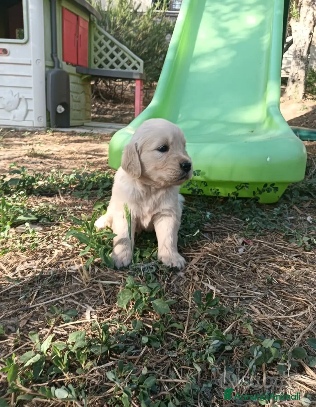 Golden Retriever cani in vendita: Golden retriever con pedigree  - Annuncio 2