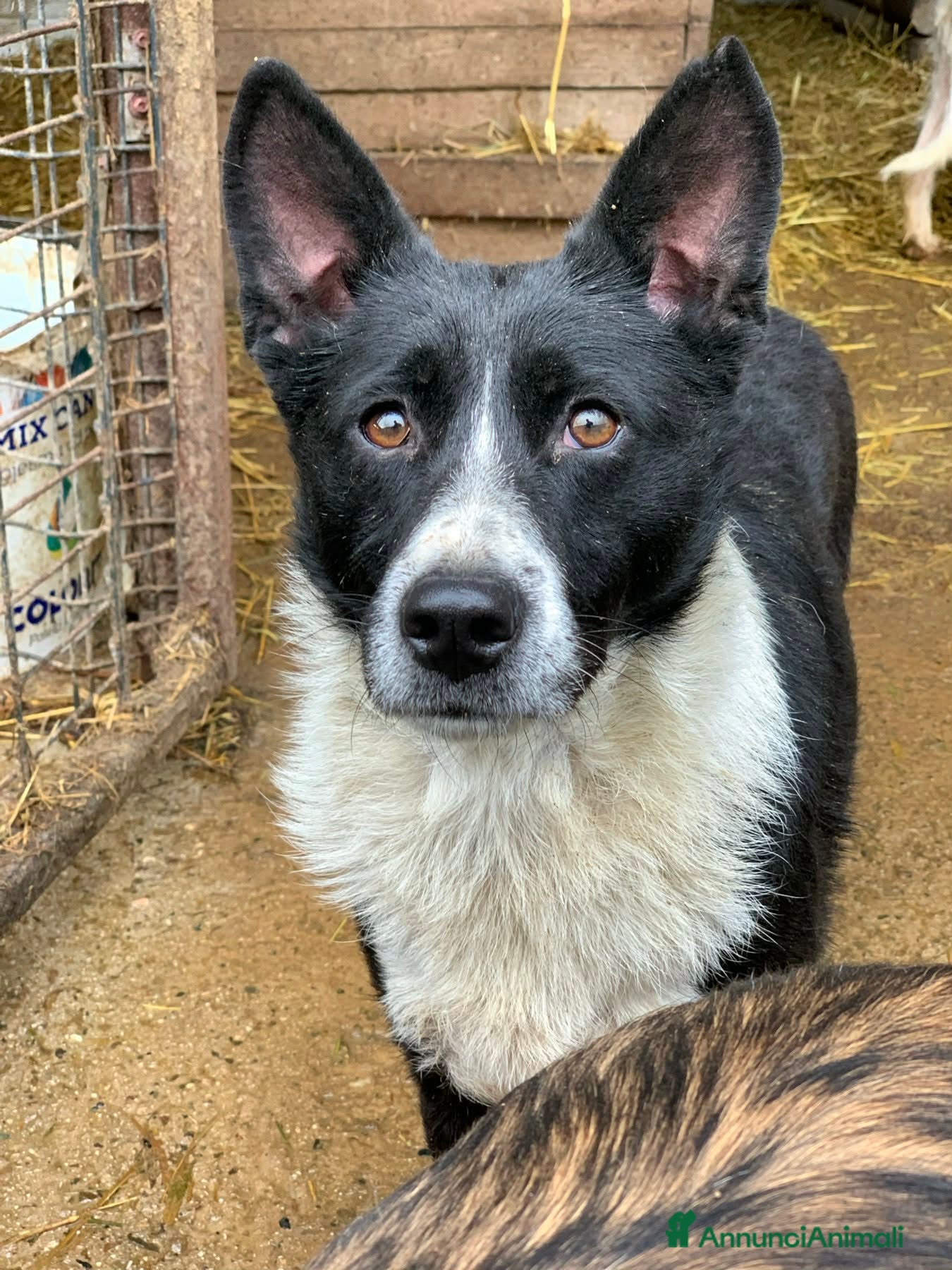 Meticcio cani TESSA, bellissima coccolona in canile! - Annuncio 6