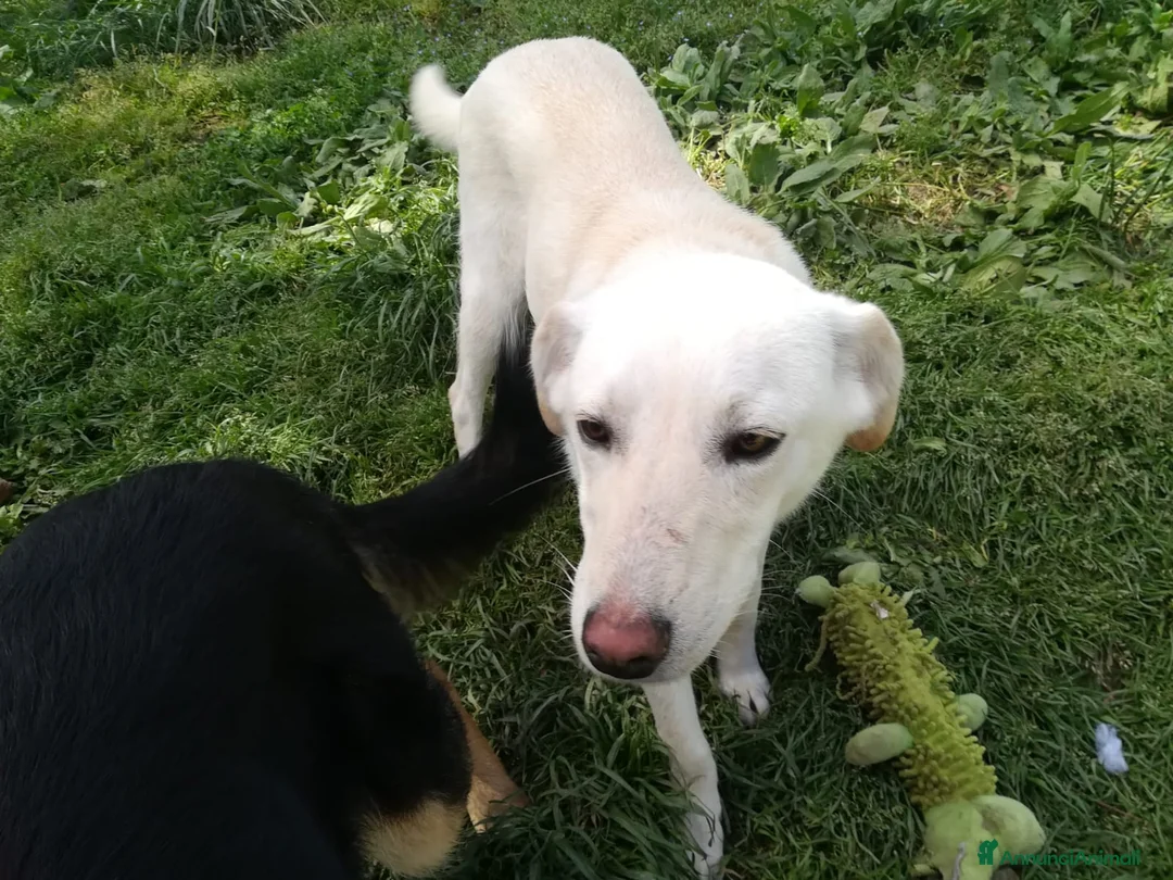 Meticcio cani in regalo: MERLINO HA BISOGNO DI UNA FAMIGLIA  a Città Metropolitana di Genova - Annuncio 9