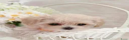 Maltipoo cani in vendita: Adorabili cuccioli Maltipoo F1 a Città metropolitana di Milano - Annuncio 12