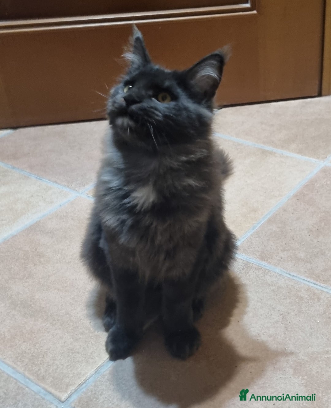 Maine Coon gatti in vendita: TENERISSIMA CUCCIOLA MAINE COON PEDIGREE ANFI - Annuncio 2