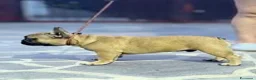 Bulldog Francese cani in vendita: Cucciolo bulldog francese maschio - Annuncio 3