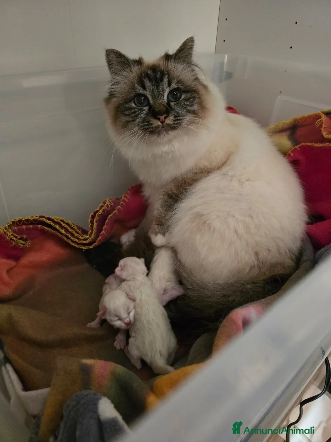 Sacro di Birmania gatti in vendita: Cuccioli Sacri di Birmania a Città metropolitana di Roma Capitale - Annuncio 6