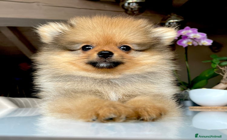 Volpino Pomerania cani a Provincia di Brescia - Annuncio 3