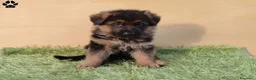 Pastore Tedesco cani in vendita: Cuccioli di pastore tedesco selezionati - Annuncio 6