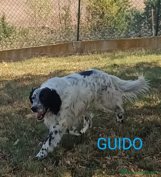 Setter Inglese cani GUIDO 4anni vivace, buono, ama correre! - Annuncio 14
