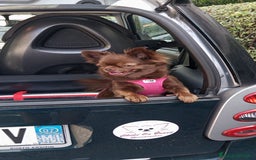 Chihuahua cani per accoppiamento: Isyde cerca fidanzato per fare cuccioli  a Città metropolitana di Milano - Immagine 3