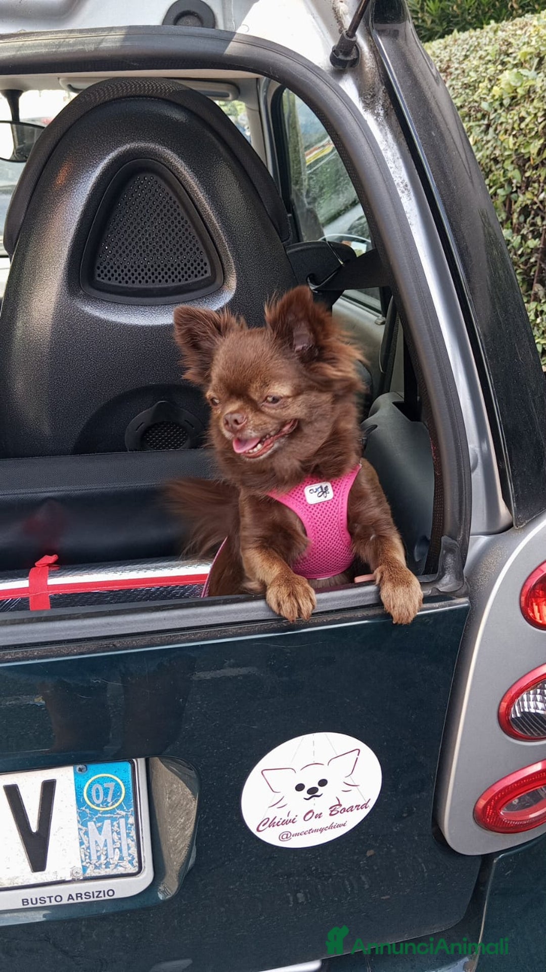 Chihuahua cani per accoppiamento: Isyde cerca fidanzato per fare cuccioli  a Città metropolitana di Milano - Immagine 3
