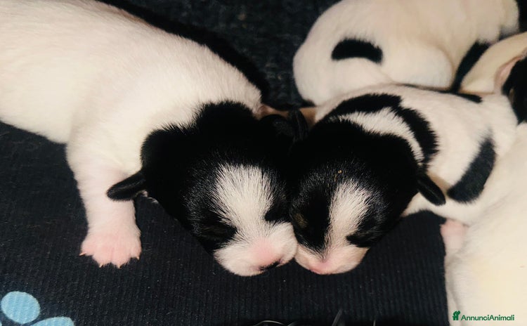 Jack Russell cani a Calenzano - Annuncio 1