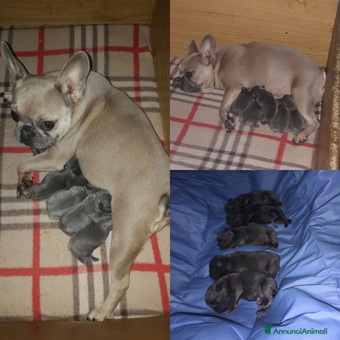 Immagine della galleria {{count}}