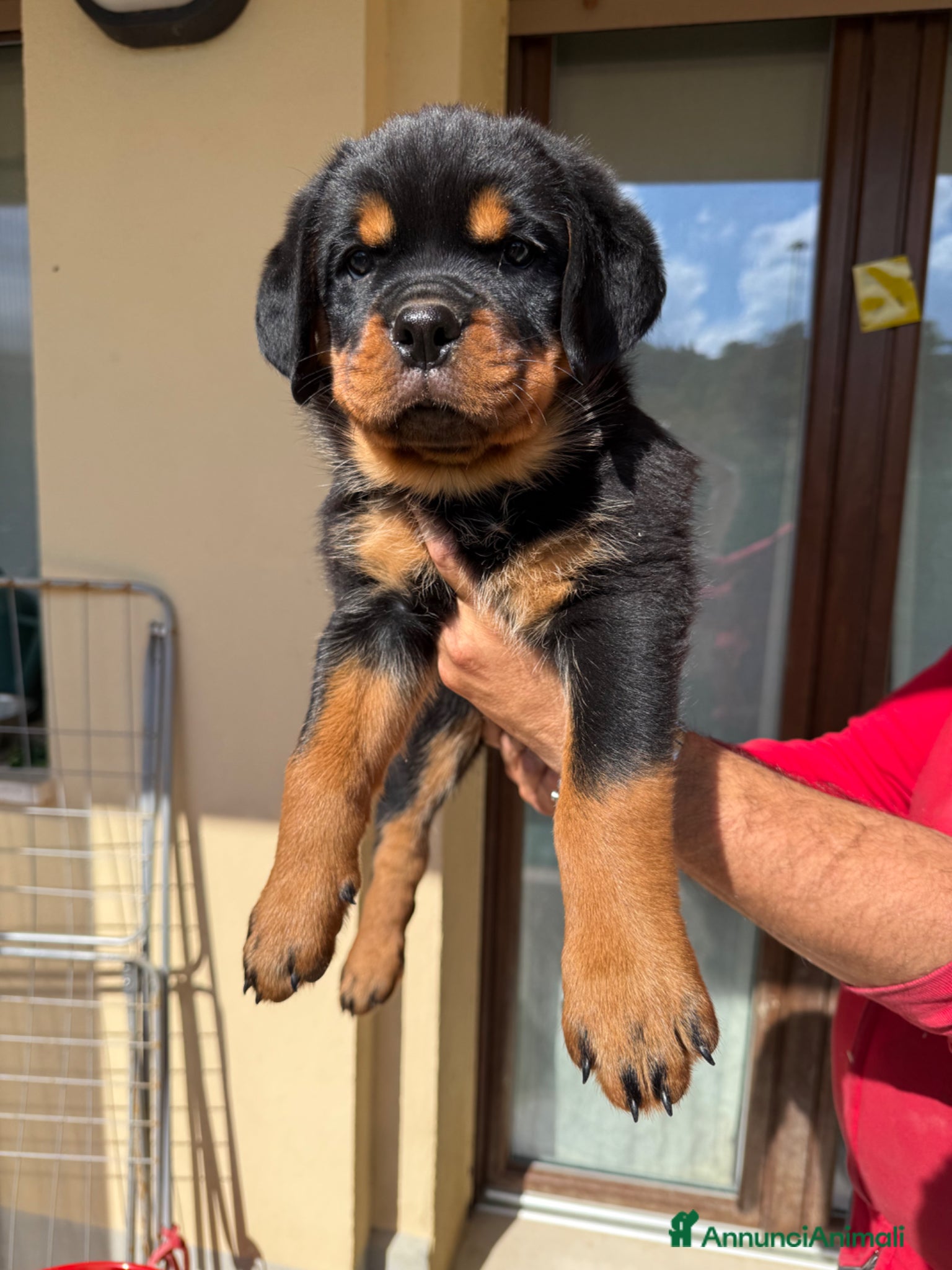 Rottweiler cani in vendita: Cuccioli di Rottwelier con pedigree  - Annuncio 16