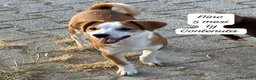 Meticcio cani in regalo: Trovatelli cercano urgentemente casa a Provincia di Monza e della Brianza - Annuncio 10