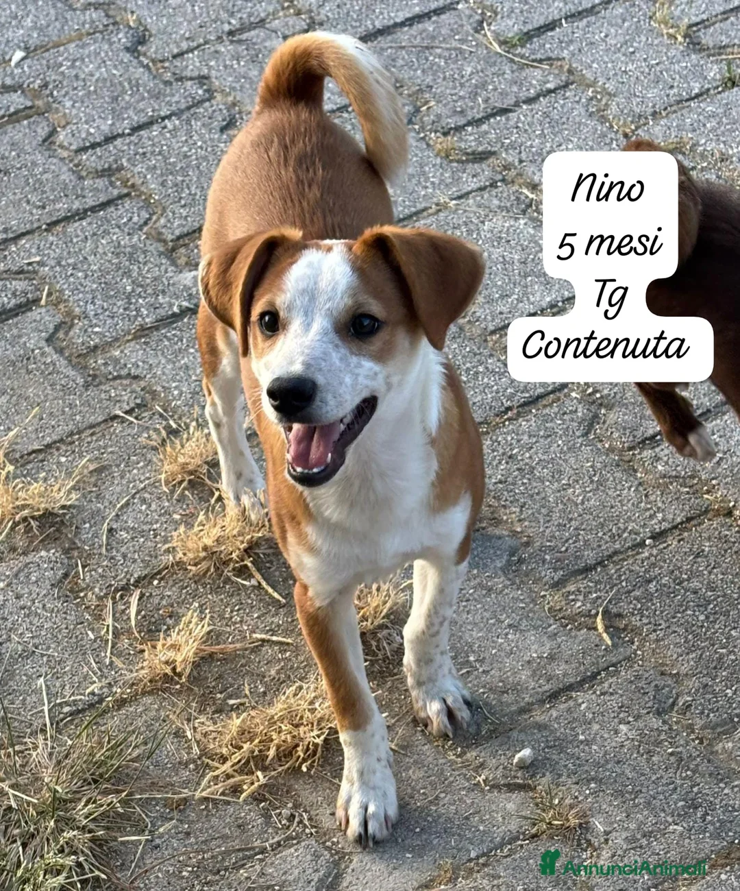 Meticcio cani in regalo: Trovatelli cercano urgentemente casa a Provincia di Monza e della Brianza - Annuncio 10