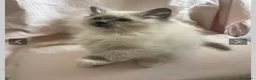 Ragdoll gatti in vendita: Cuccioli Ragdolls altissima genealogia  - Annuncio 6