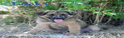 Meticcio cani in regalo: Locky ed Elvis bellissimi cuccioli in adozione - Annuncio 3