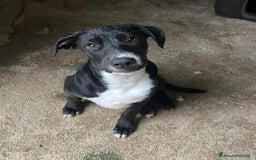 Meticcio cani in regalo: IL SIMPATICO MUSETTO DI THOR - Immagine 1