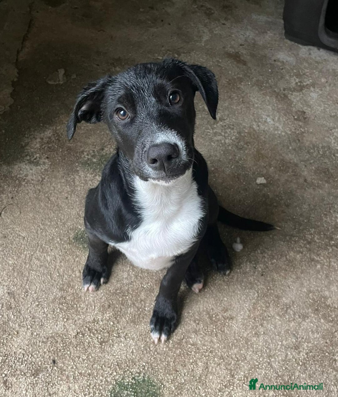 Meticcio cani in regalo: IL SIMPATICO MUSETTO DI THOR - Immagine 1