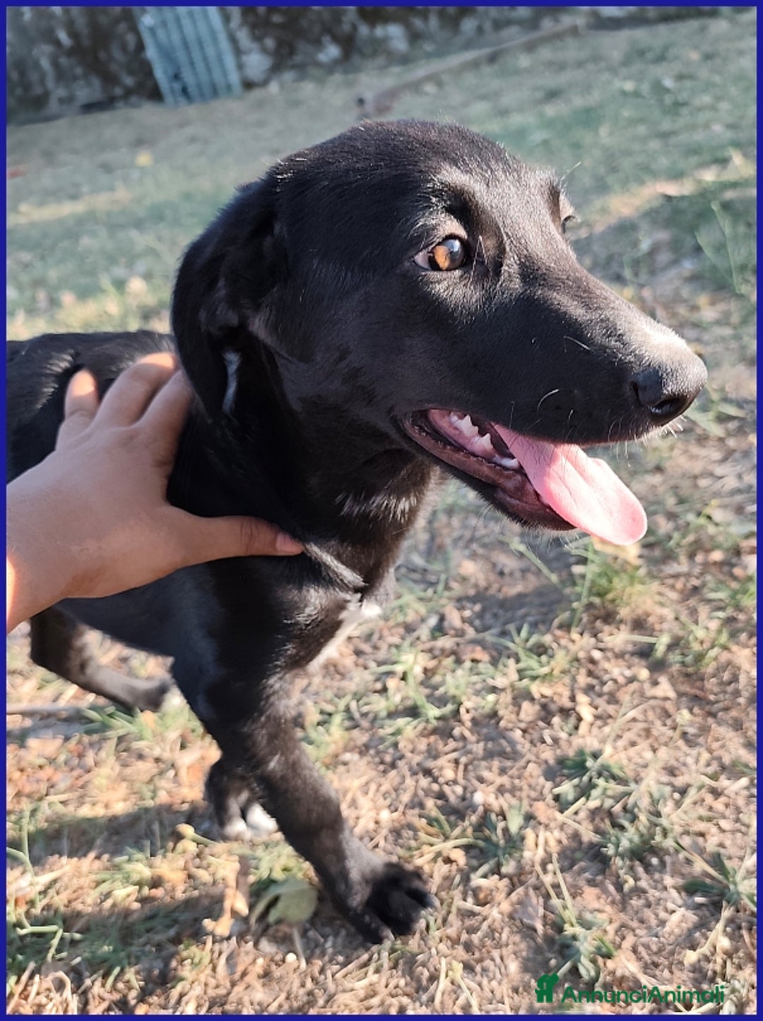 Meticcio cani in regalo: BRENDA, CUCCIOLA 5 MESI RECUPERATA SOTTO IL SOLE  - Annuncio 3