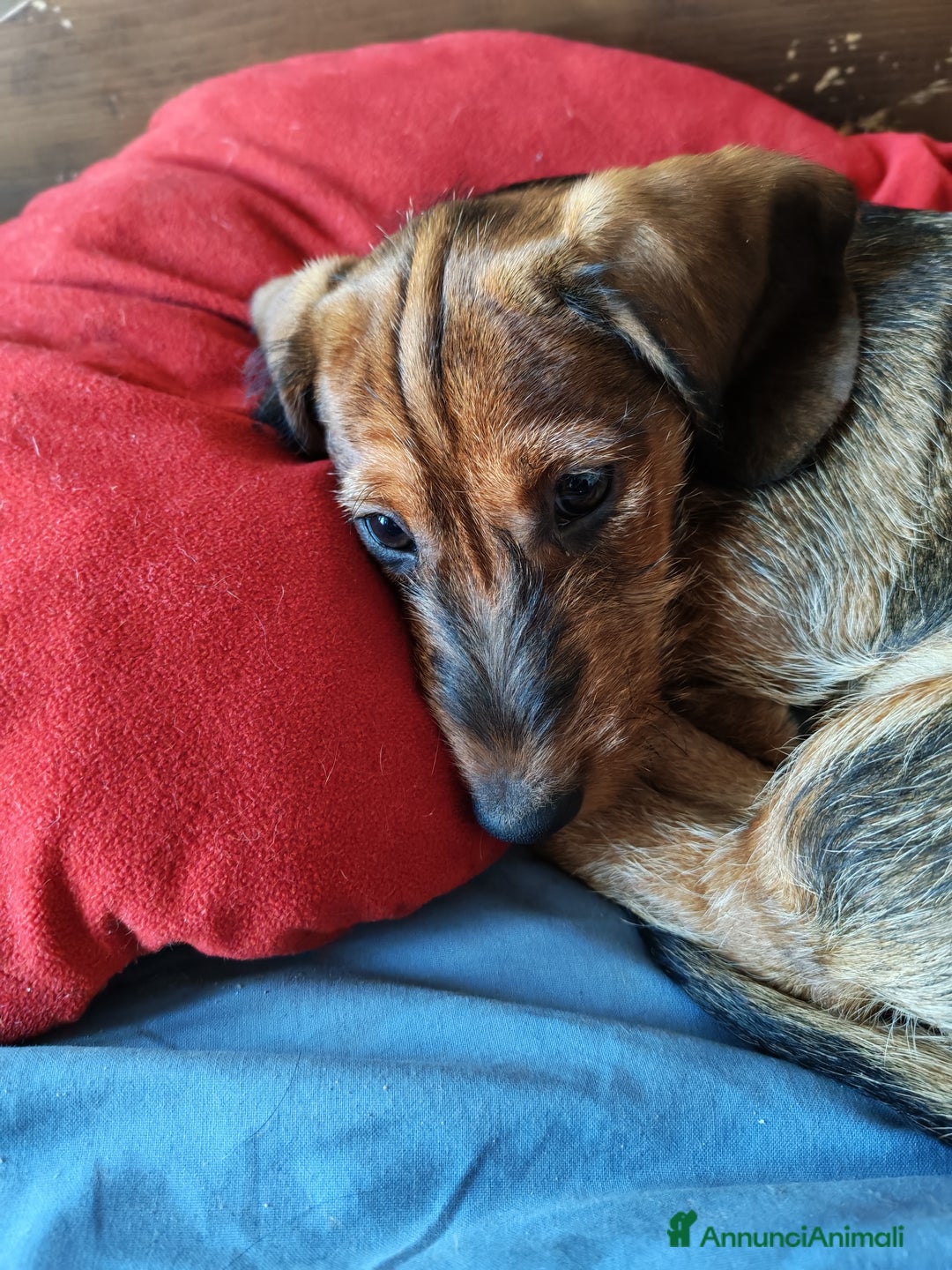 Bassotto cani in vendita: Bassotto pelo duro  - Annuncio 19