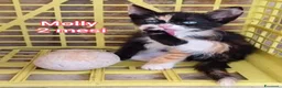 Altre razze gatti in regalo: GATTINI IN CERCA D'AMORE  a Città Metropolitana di Bologna - Annuncio 10
