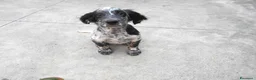 Setter Inglese cani in vendita: CUCCIOLO SETTER INGLESE - Annuncio 2