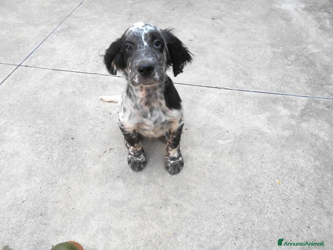 Setter Inglese cani in vendita: CUCCIOLO SETTER INGLESE - Annuncio 2