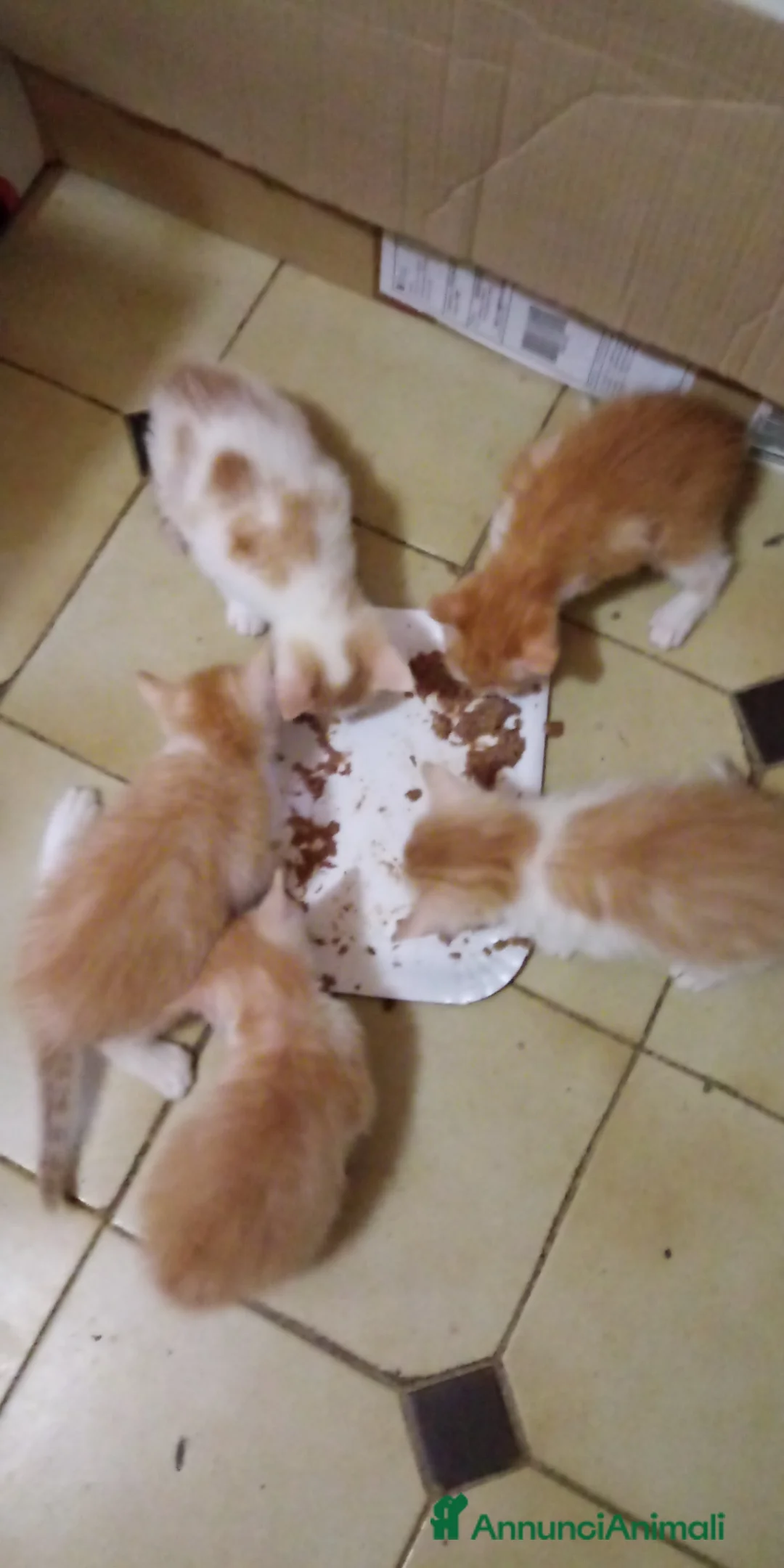 Europeo gatti in regalo: Regalo gattini nati in casa - Annuncio 1