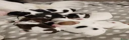 Chihuahua cani in vendita: Cuccioli di chihuahua  - Annuncio 3