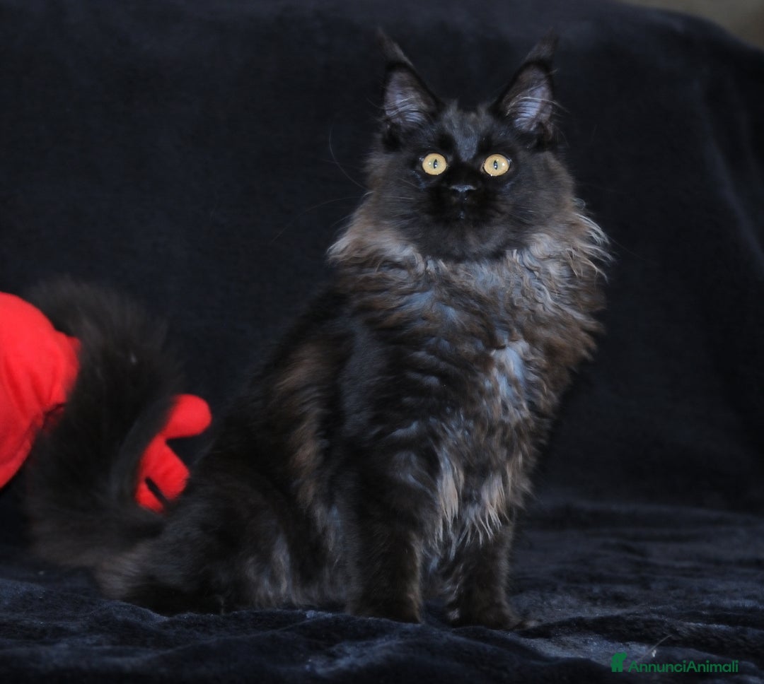 Maine Coon gatti in vendita: Cucciola Black Smoke - Pedigree ANFI - Annuncio 3