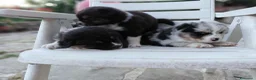Australian Shepherd cani in vendita: CUCCIOLI DI PASTORE AUSTRALIANO CON PEDIGREE - Annuncio 6